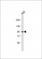 B-RAF Antibody (S445)